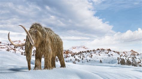 Mammoth Tundra Novibet